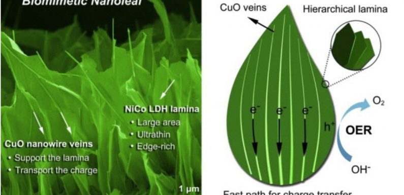 Korea: Nano-leaf makes Hydrogen Energy